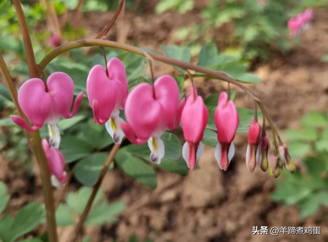 做几天洛阳人——游河南洛阳赏牡丹芬芳 总体概述(四)