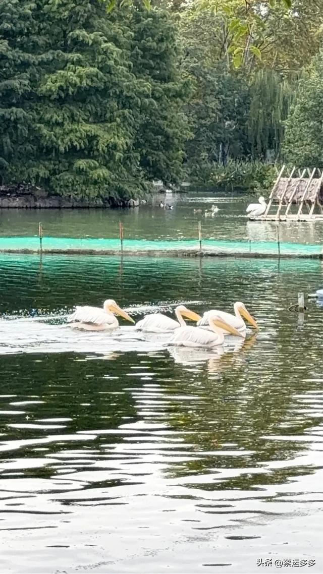 上海动物园的高颜值图鉴