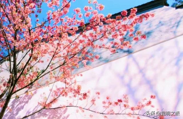 美炸！美炸！全国裹貂我赏樱！昆明最全冬樱赏花攻略来了，周末快冲~