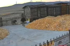 “虎口脱险”的大爷，回忆与虎隔门相遇……图片