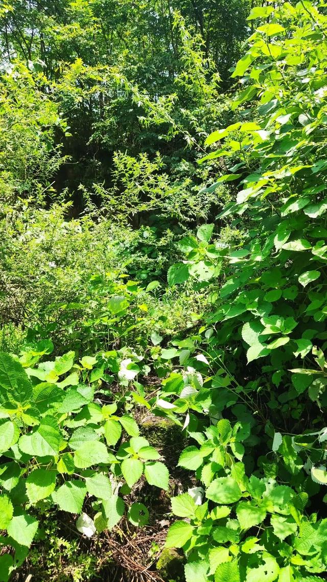 重庆北碚有一座濒临消失的古寨，寨主竟曾是美国总统罗斯福的同学