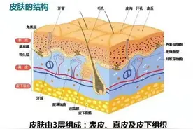 人体最大的器官—皮肤，你知道它的作用有多大吗？图片