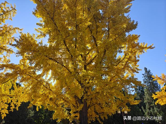昔日皇家祭坛，今日大众踏秋——地坛秋日赏银杏