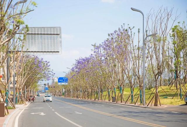 比大理浪漫！比昆明更近！高铁直达阳光小城，2万株蓝花楹美疯！观海登山，美食吃到爽！