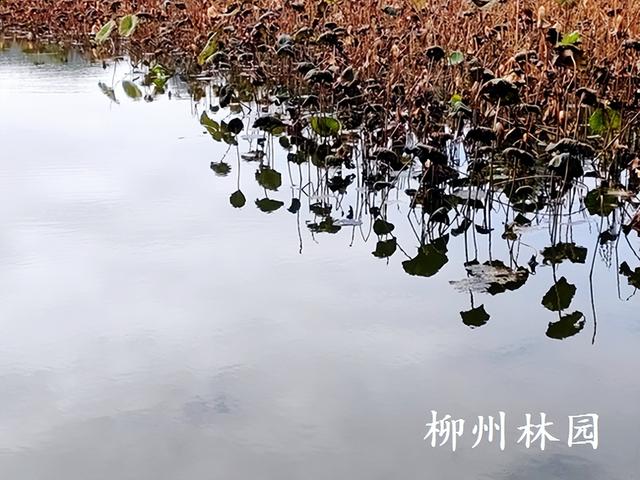 柳州市都乐公园柳湖“残荷听雨”别有韵味