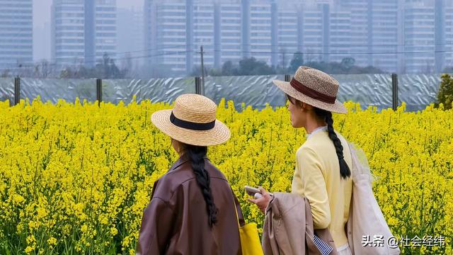 江心洲繁花似锦，油菜花海绘就春日油画