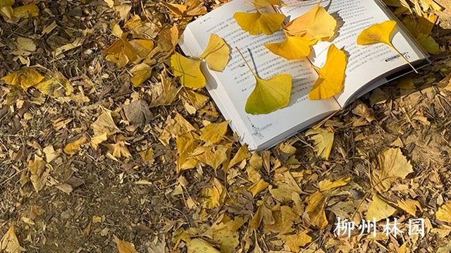 柳州市柳侯公园银杏大道迎来最佳观赏期