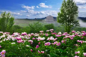 又是一年花开时 和林格尔芍药花迎来最佳观赏期图片