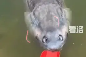 “引路鱼”？大鱼岸边漂浮，男子捕捉多次逃脱，网友：不要命了图片