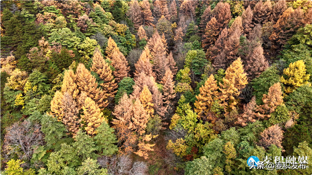 【东方微笑 多彩麦积】党川之秋：在麦积山林间，邂逅一场色彩与公路的交响