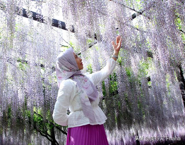 玉渊潭公园紫藤花开，诗意满满，演绎“一帘幽梦”的极致浪漫