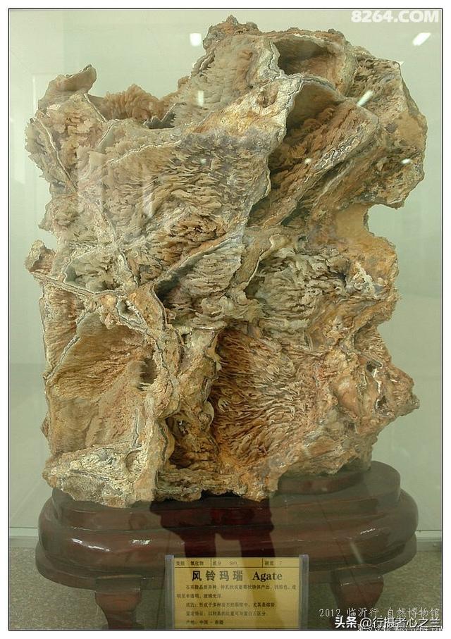 山东行游影记（31）—平邑天宇自然博物馆（六）