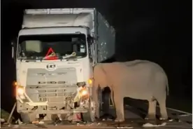 令人心痛！5岁小象被撞身亡，母象头抵卡车长达7小时图片