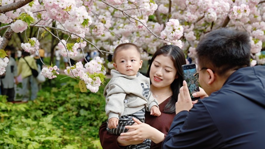 樱满淇滨逢清明 八方游客赴盛会(图3) 樱满淇滨逢清明 八方游客赴盛会(图3)