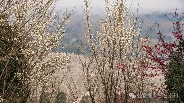 崇州的樱花，开啦！！!