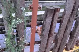 差一点“含冤而死”的大黄狗图片