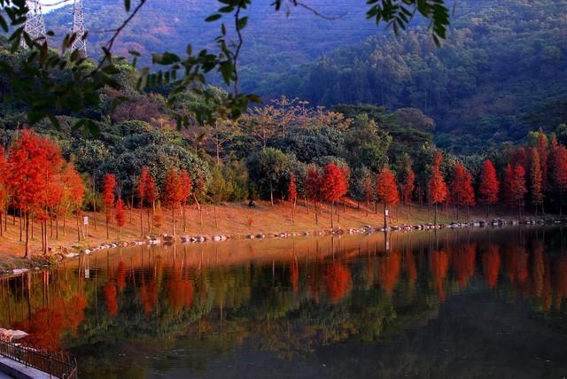 广东冬日封神路线！红叶燃秋、银杏铺金、禅钟洗心，12月出发正好