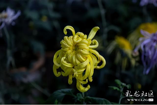 大观公园金秋菊花展掠影（B）