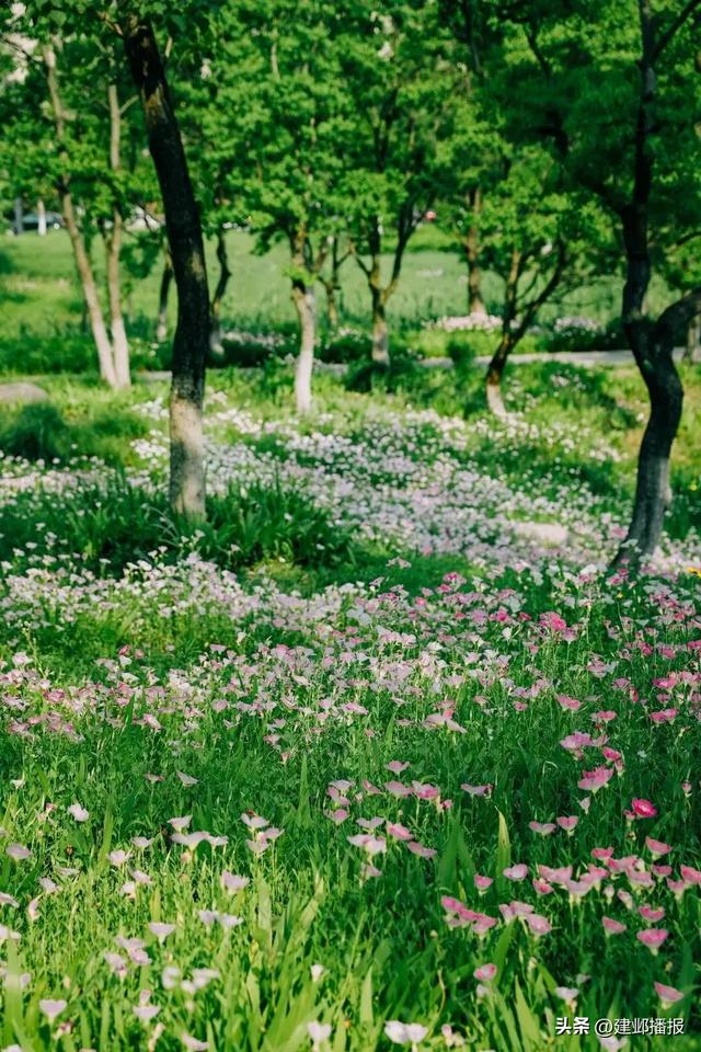 江心洲大片粉色花海,本周迎来盛放期