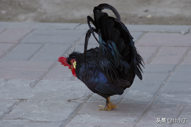 ​​家里院子就能养！​​投入3000元一年赚9000，低风险高回报