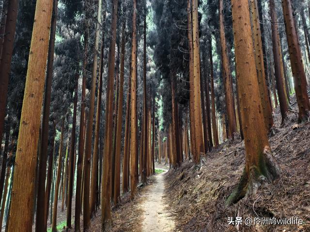 四川行(73)什邡红枫岭徒步到钟鼎寺