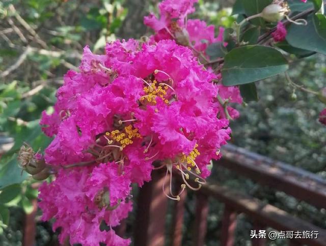 成都温江最美紫薇花大道，壮观色彩斑斓，不要门票，地铁公交直达