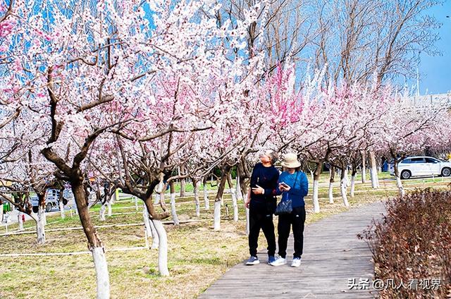 桃花源里的旅拍时光 滹沱河北岸美丽花廊掠影