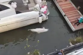 广州太古仓码头发现疑似中华白海豚遗体图片