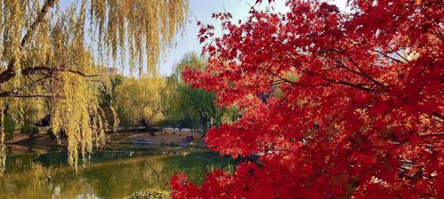 五彩斑斓！龙潭公园的初冬彩林，总有一抹色彩温暖你！