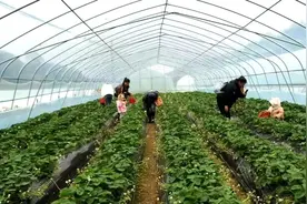 冬日果飘香 乡村采摘忙图片