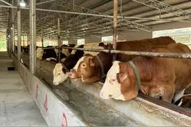 余庆县：秸秆“废料”变“饲料”肉牛吃上“营养餐”图片