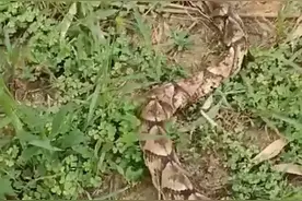 不寒而栗！浙江丽水，有村民在野外草丛，发现条一身三角形的黑蛇图片