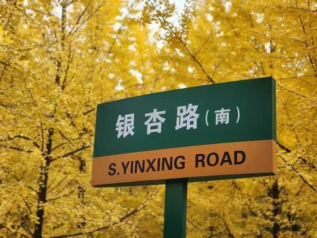 满目金黄，来杨凌赴一场“鎏金之约”！