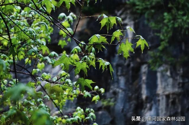 云海翻涌,薄雾缭绕,在黑河山间邂逅“山林仙境”