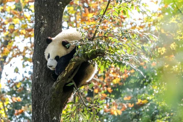 逃离高温！成都2H躲进峡谷避暑地，徒步森林瀑布、探秘野生动物！超萌奖牌周末就冲！