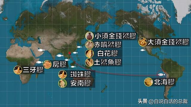 南澳鱼胶 2026年南澳鱼胶批发市场地址