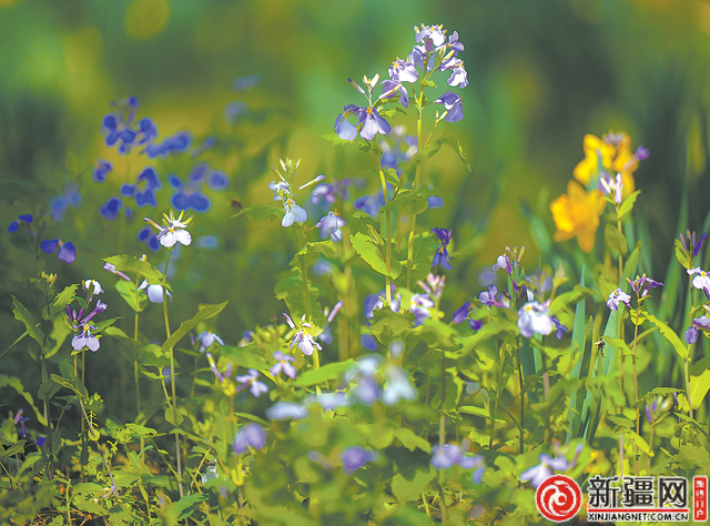 乌鲁木齐：四月春意浓 花开正当时