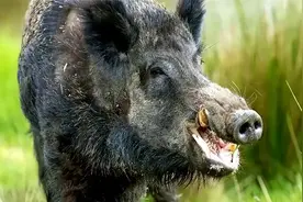 野猪泛滥的影响危害有多大，它们的天敌有哪些？图片