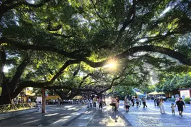 我们坐在高高的榕树下面 听他们讲那大树的故事图片