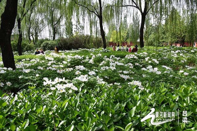 文水:牡丹盛放 游人如织