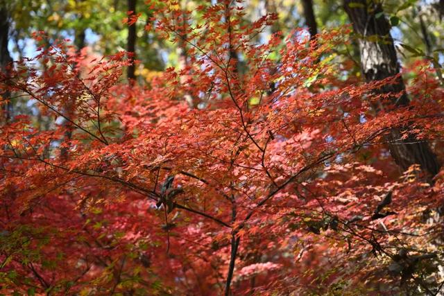 人挤人的南京，现在还值得去吗？