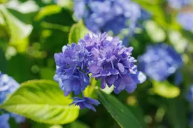 海南杜成发话，聂磊被抓惊动勇哥（1）图片