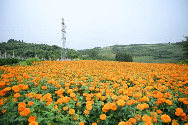 弥勒这花海美景又上线了！产值数千万元