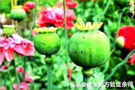 善用这9种不常见香料的独特之妙，谁还想打“大烟壳”的歪主意？图片