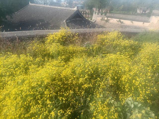 【未央区老体协部分成员参加乡村一日游】