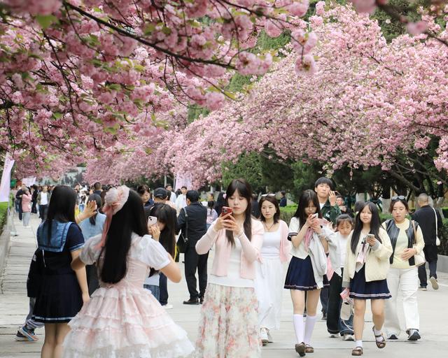 徽县：樱花节会醉游人