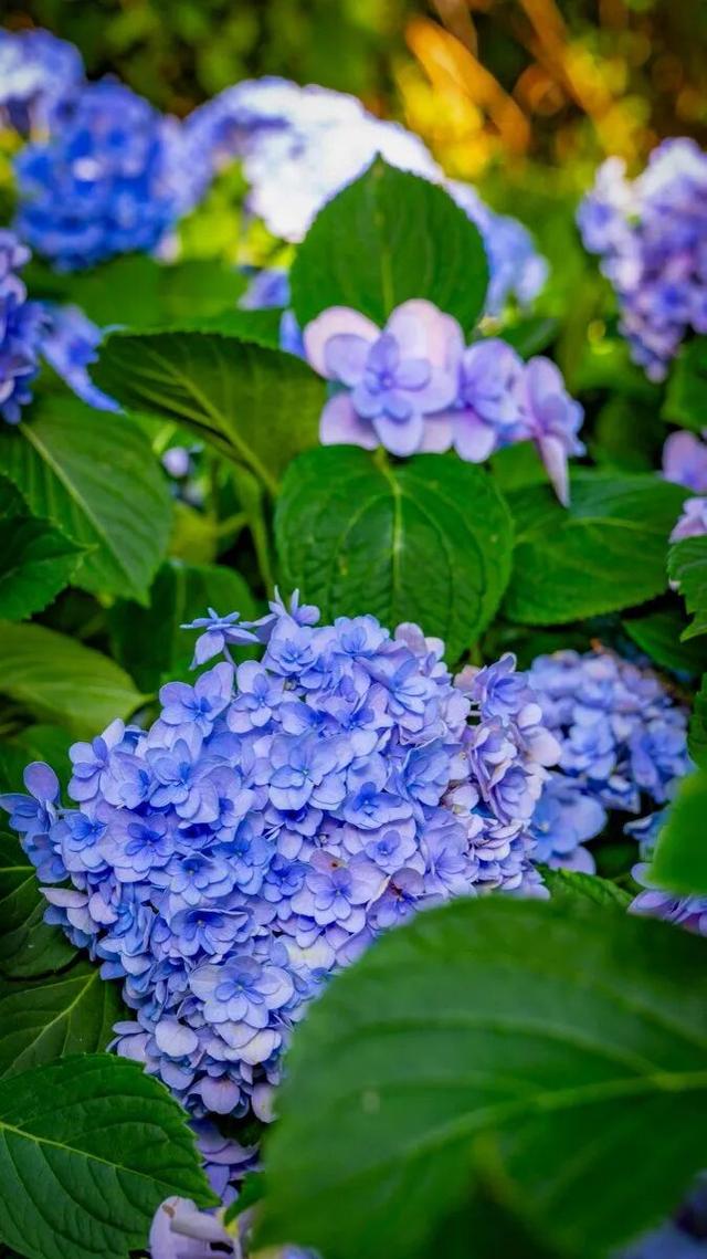 听劝！来呼和浩特赏花吧，四季可约~