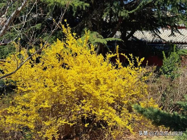 春满赤山 | 玉兰映雪，梅落禅心，赴一场北纬37°的山海花事