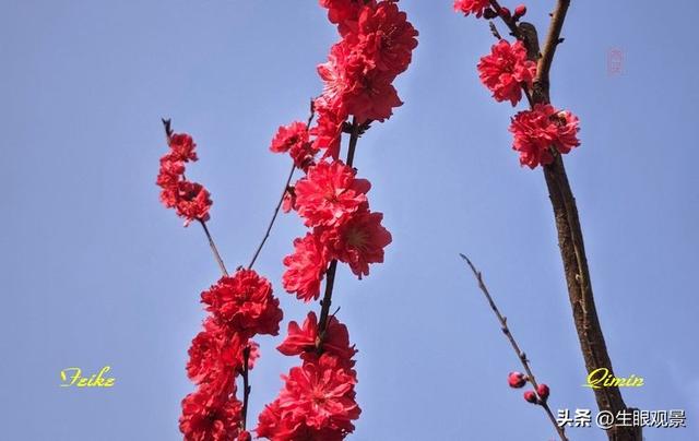 影记 | 春色春景之青州范公亭(上)