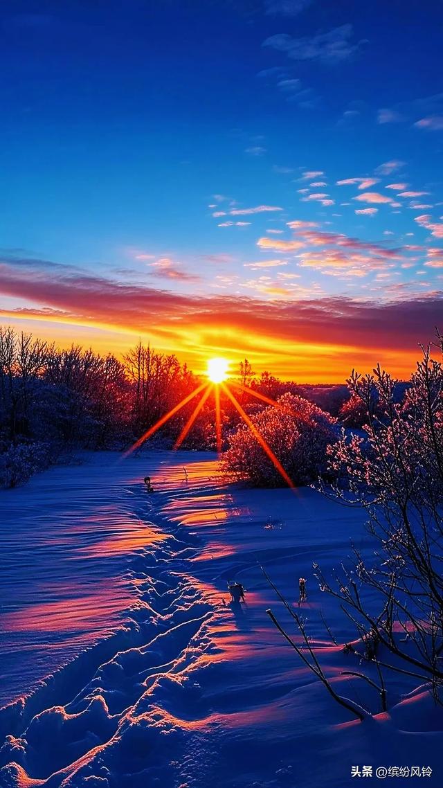 雪裹秋光，树栖金芒